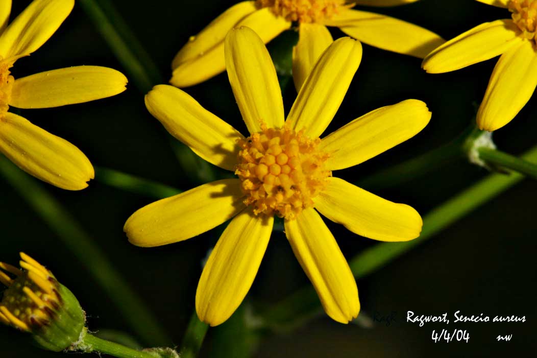 1 GOLDEN RAGWORT