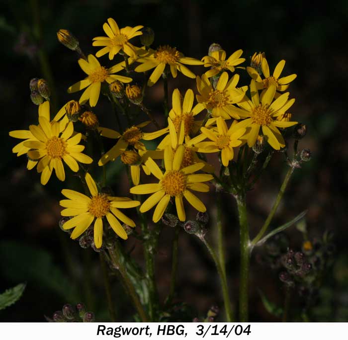 2 GOLDEN RAGWORT