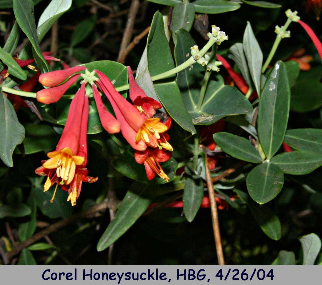 CORAL HONEYSUCKLE 