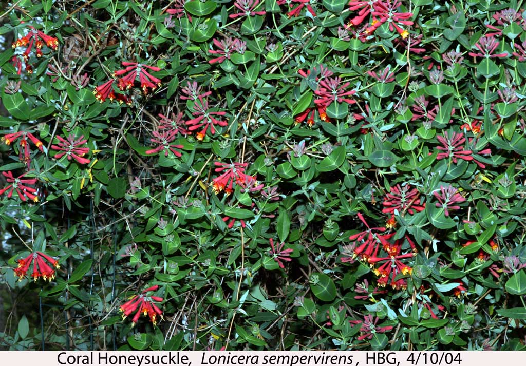 CORAL HONEYSUCKLE