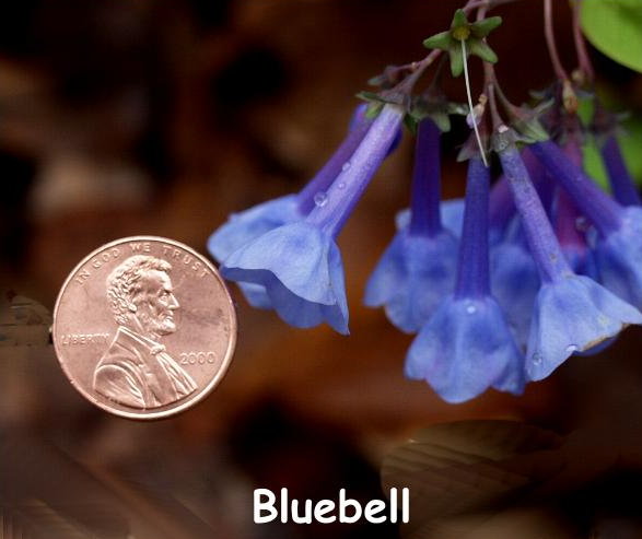 BLUEBELL IMG 2