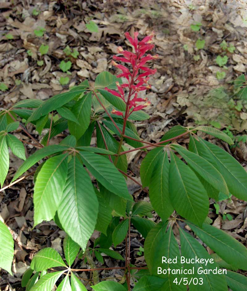 2 BUCKEYE