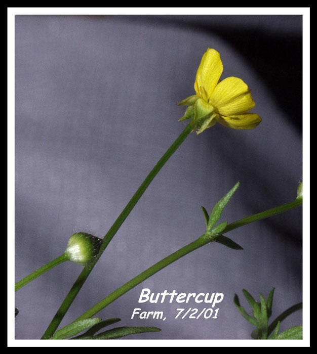 3 Buttercup