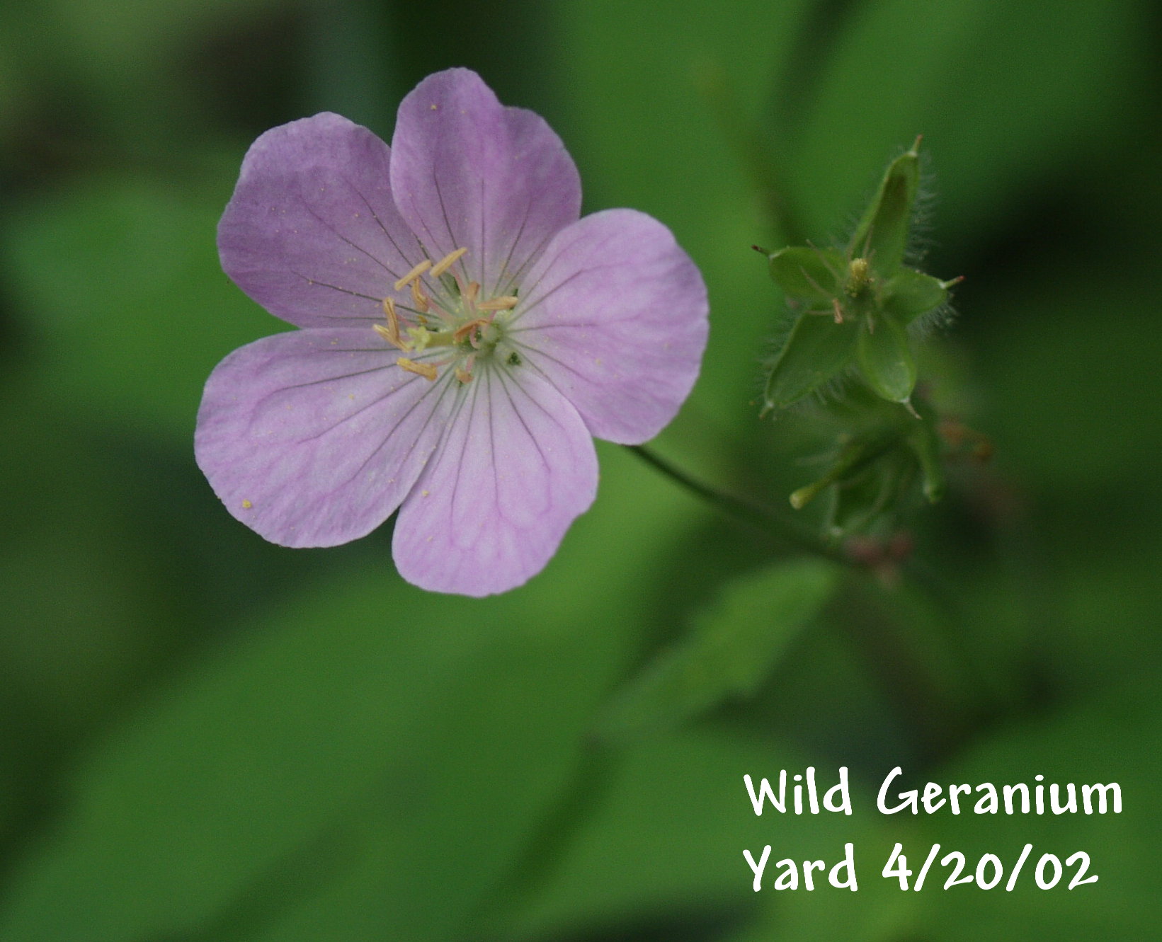 1 GERANIUM