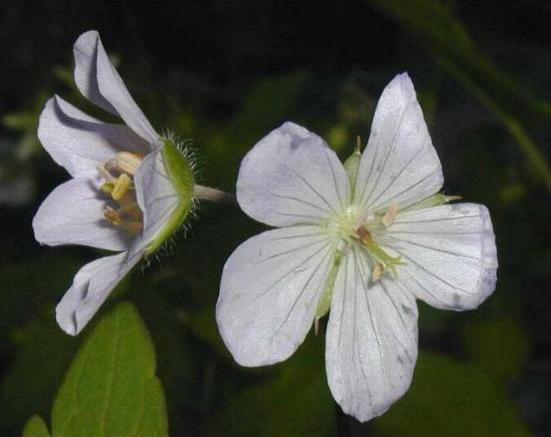 2 GERANIUM