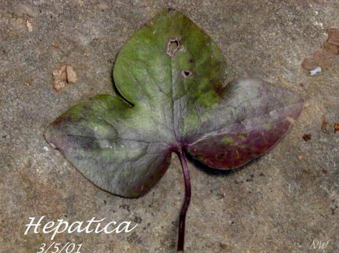 Hepatica leaf from previous season as it appears after winter.  It will disappear when new growth starts. The color and shape of the aged leaf gives the plant its alternate name of  liverleaf.