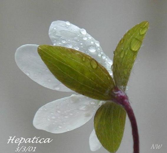 HEPATICA