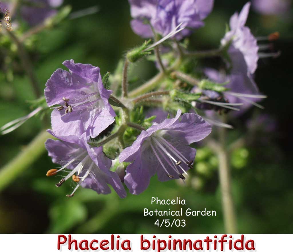 PHACELIA 1