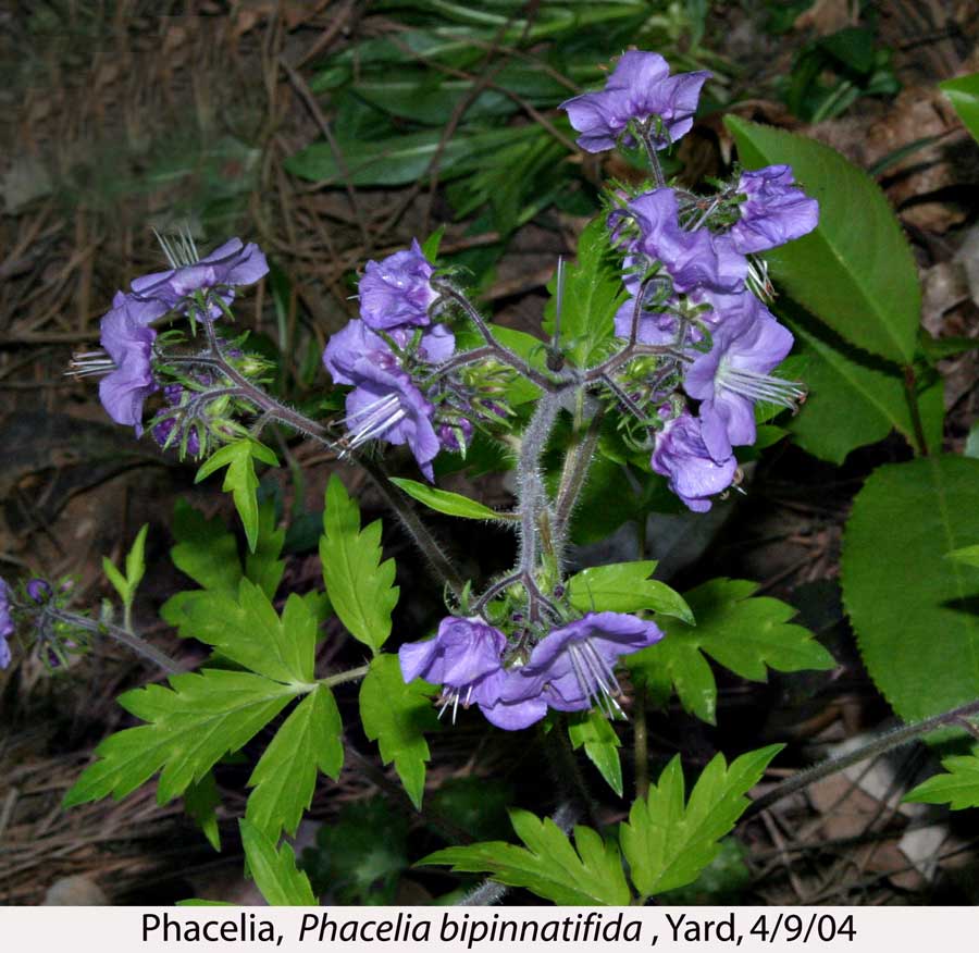 PHACELIA 2
