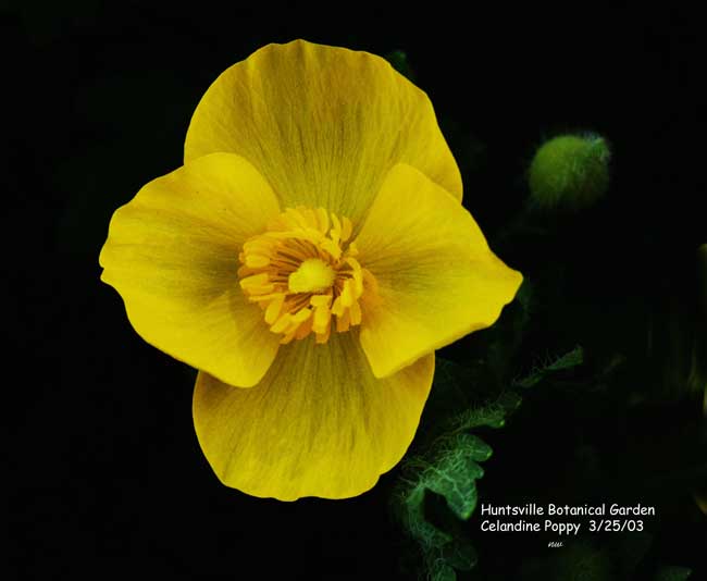 1 CELANDINE POPPY