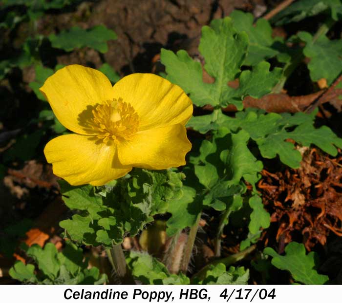 3 CELANDINE POPPY