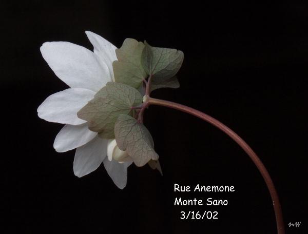 RUE ANEMONE