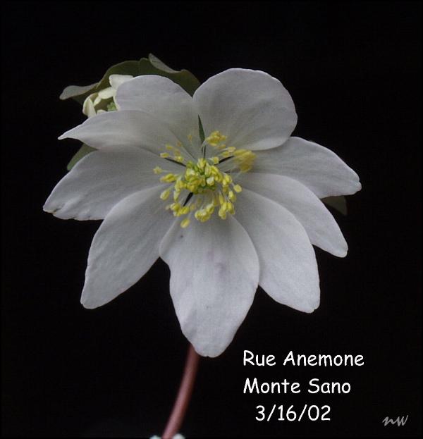 RUE ANEMONE
