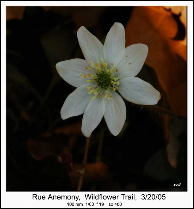 RUE ANEMONE