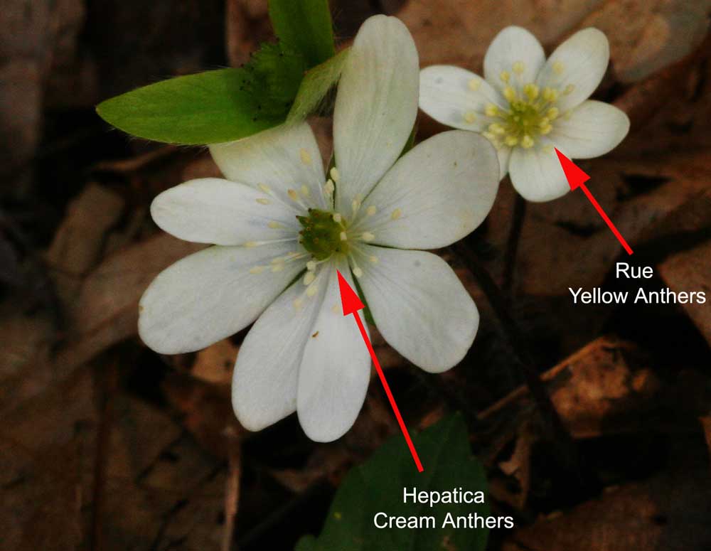 RUE ANEMONE