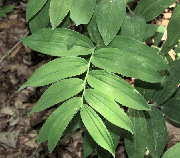  Polygonatum biflorum