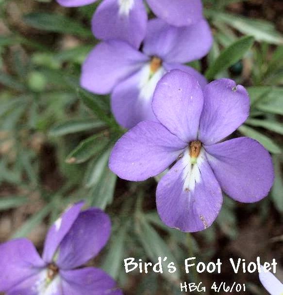 BIRDFOOT VIOLET