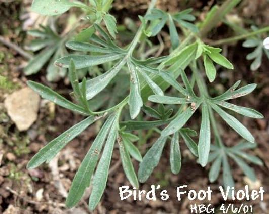 BIRDFOOT VIOLET