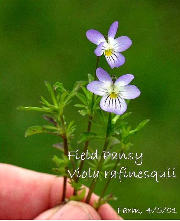 FIELD PANSY