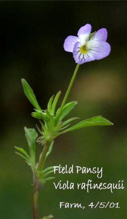 FIELD PANSY