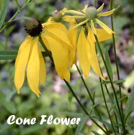 CONEFLOWER 