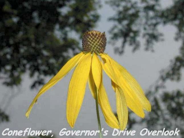 CONEFLOWER