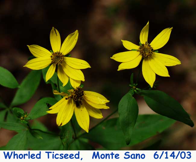 DWARF ST JOHN'S WORT