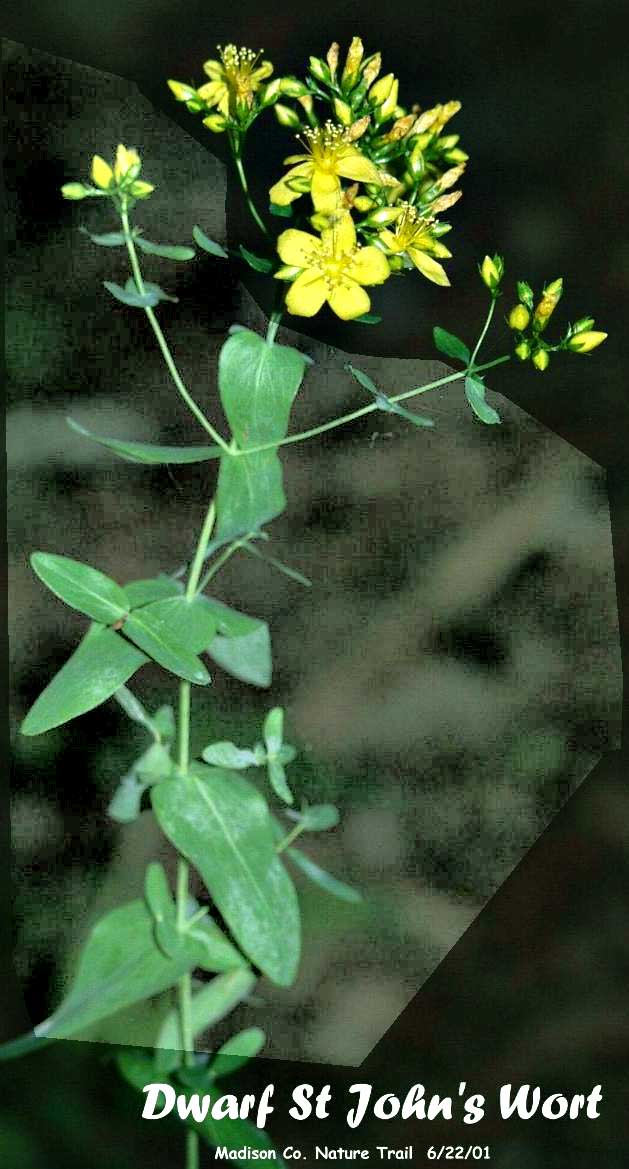 DWARF ST JOHN'S WORT