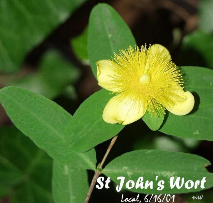  GOLDEN ST JOHN'S WORT