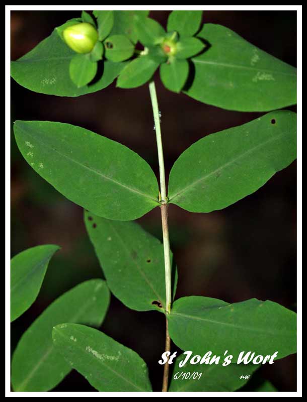  GOLDEN ST JOHN'S WORT