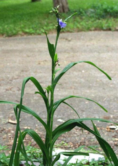 TALL SPIDERWORT 