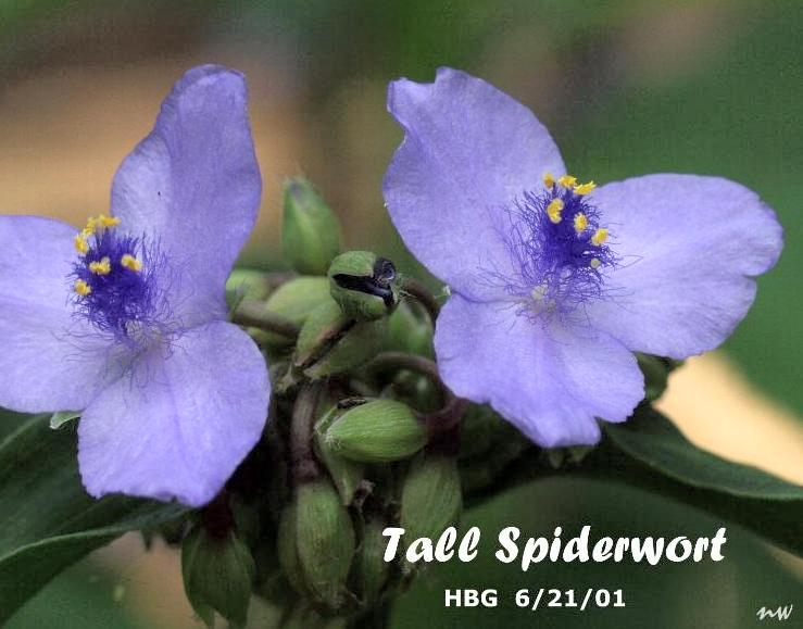 TALL SPIDERWORT 