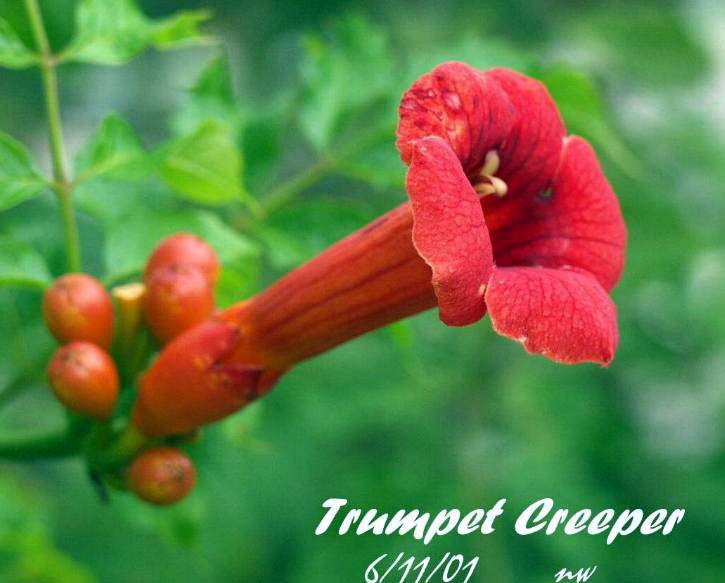 TRUMPET CREEPER