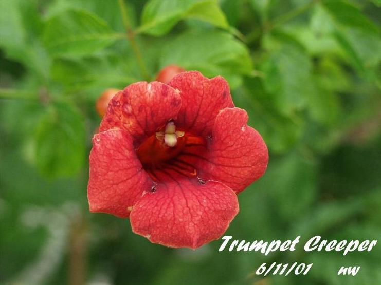 TRUMPET CREEPER