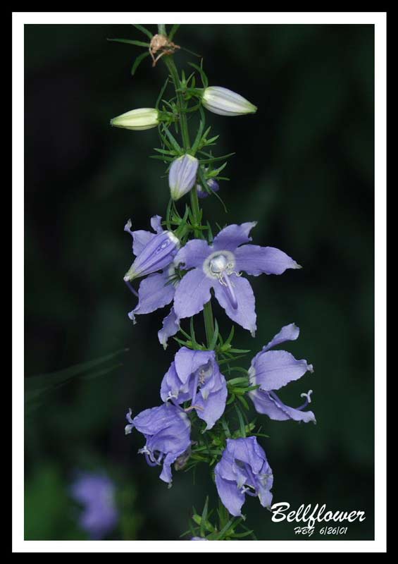 BELLFLOWER 