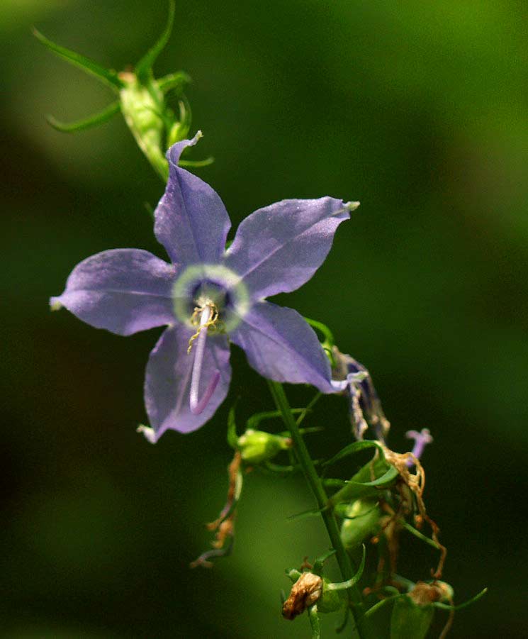 BELLFLOWER