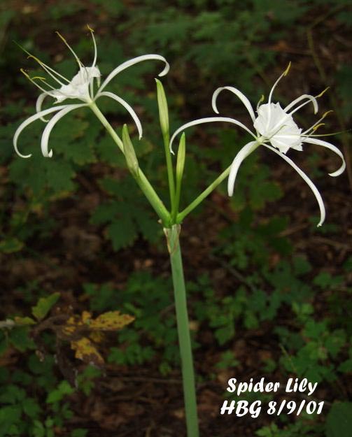 SPIDER LILY IMG 1 