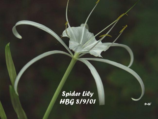 SPIDER LILY IMG 2